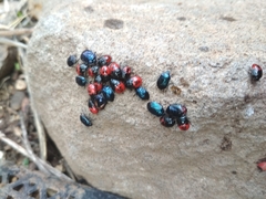 Canthophorus melanopterus