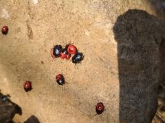 Canthophorus melanopterus