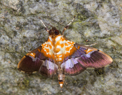 Aetholix flavibasalis