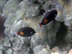 Acanthurus achilles