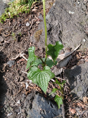 Dioscorea galeottiana, photograph 6