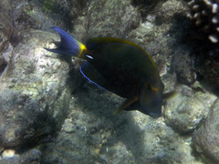 Acanthurus dussumieri