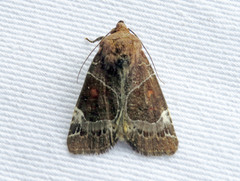 Hampsonodes mastoides
