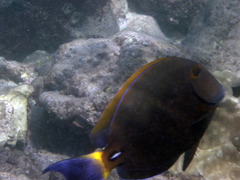 Acanthurus dussumieri