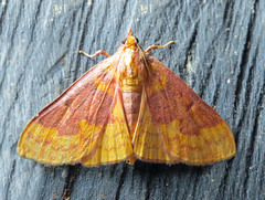 Polygrammodes ponderalis