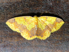 Melinodes fulvitincta