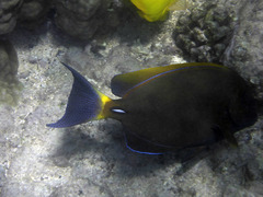 Acanthurus dussumieri