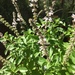 Sweet Basil - Photo (c) lrech, some rights reserved (CC BY-NC-ND), uploaded by lrech