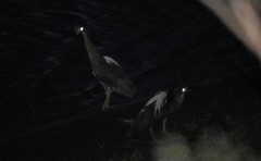 Gorsachius leuconotus