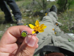 Simsia lagasceiformis, photograph (c) Carlos Martorell, some rights reserved (CC BY)