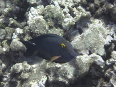 Ctenochaetus strigosus