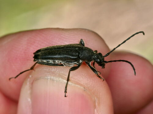 Vraie Lepture noire