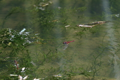Sympetrum speciosum