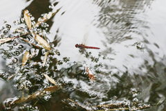 Sympetrum speciosum