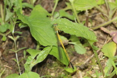 Ceriagrion fallax