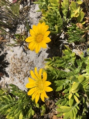 Gazania maritima