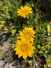 Gazania maritima