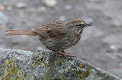 Melospiza melodia maxima