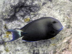 Acanthurus blochii