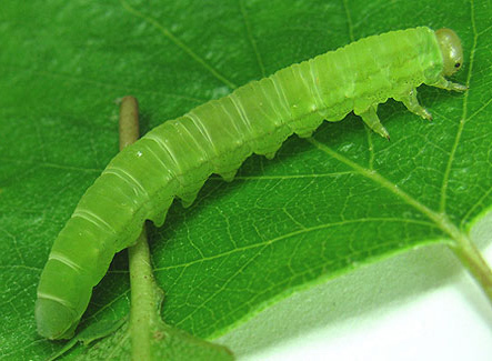 Splendid Birch Nematine