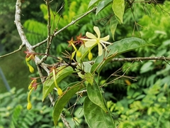 Clerodendrum laevifolium