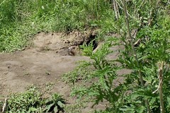 Marmota kastschenkoi