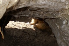 Marmota kastschenkoi