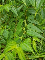 Trema cannabina