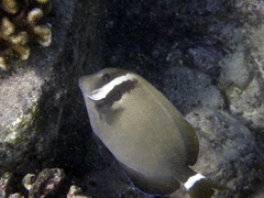 Acanthurus leucopareius