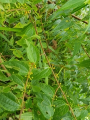 Trema cannabina