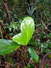 Ficus apiocarpa