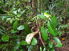 Ficus apiocarpa