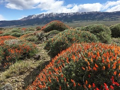 Anarthrophyllum desideratum