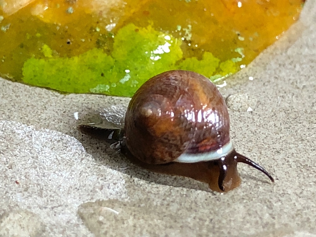Helicina brasiliensis