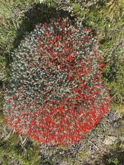 Anarthrophyllum desideratum