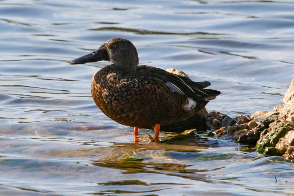 Australasian Shoveler