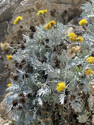 Centaurea ragusina iNat (3)