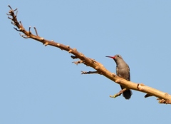 Phaeoptila sordida