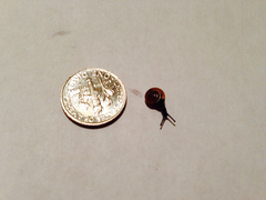 Zonitidae