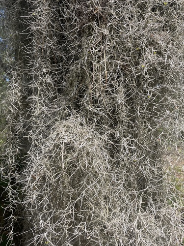 Tillandsia usneoides