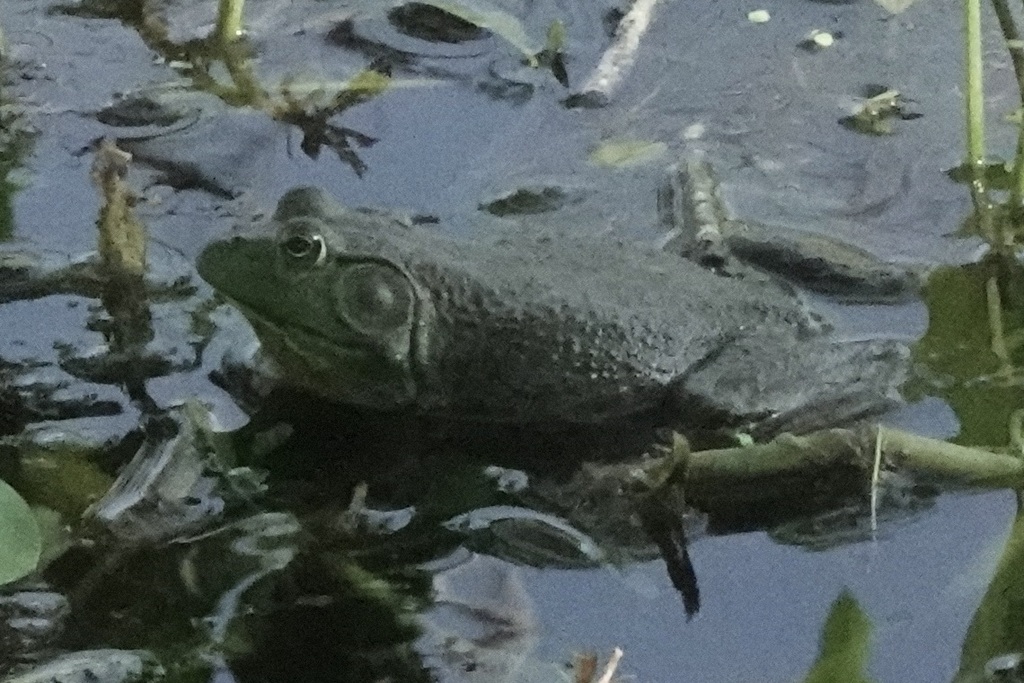 American Bullfrog from 21901 Farm to Market Rd 762, Needville, TX 77461, USA on May 30, 2023 at