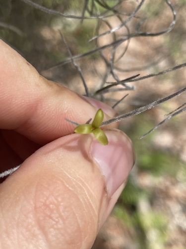 Tillandsia usneoides