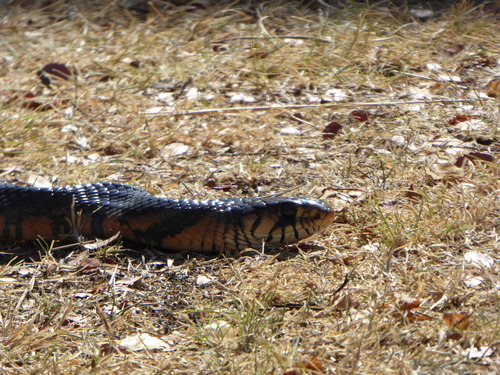 Drymarchon melanurus