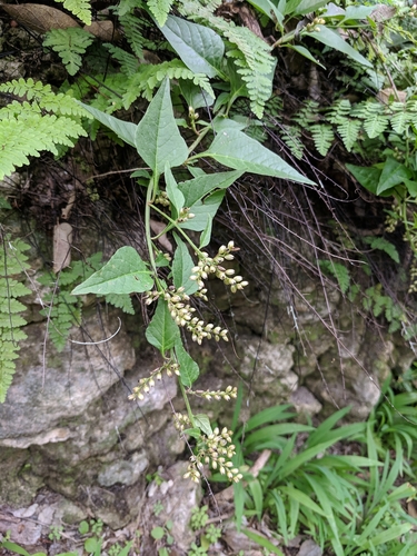 Image of Celosia nitida by (c) Alison Northup, some rights reserved (CC BY)