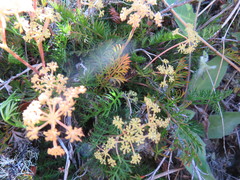 Anisotome brevistylis