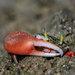 Uruguayan Fiddler Crab - Photo (c) Fernando Farias, some rights reserved (CC BY-NC), uploaded by Fernando Farias