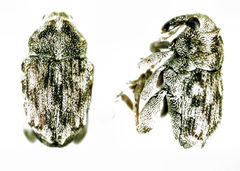 Hypurus bertrandi