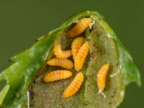 Wachtliella rosae