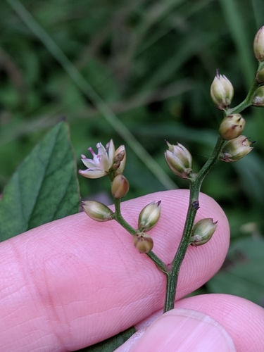 Image of Celosia nitida by (c) Alison Northup, some rights reserved (CC BY)