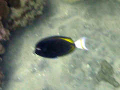 Acanthurus nigricans